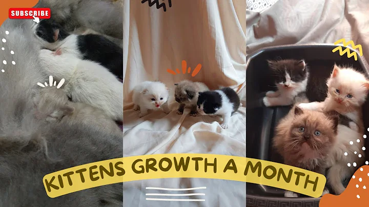 Watch the video about How Kittens grow up complete 1-30 day | Pertumbuhan anak kucing hari ke hari 🐈 | #kitten #cat #cats