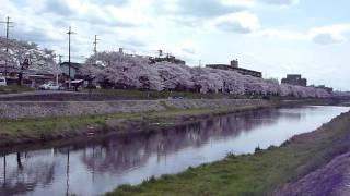 京都鴨川_櫻2.MTS