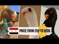 Удивительные Сирийские голуби | Syrian dewlap pigeons by Abo Mahmoud | حمام سوري | Top pigeons