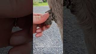 HUGE Horse chestnut removal, overgrown, both legs!! #oddlysatisfying #farrierlife #horse #hooftrim