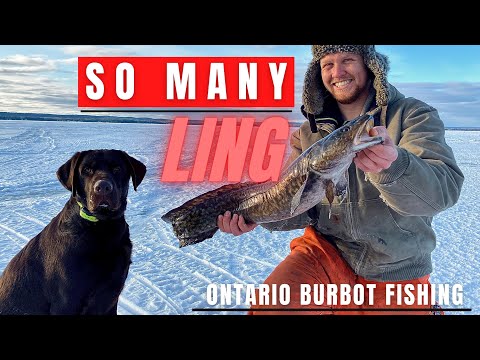 Catching Lots of BIG BURBOT in the Spawn - Ling, Eelpout, Mariah, Lawyer Fish, Freshwater Cod