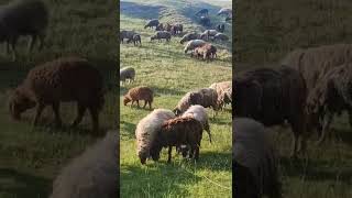 Sheepland Ферма У Васильківських Карпатах На Київщині