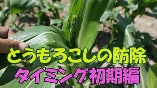 とうもろこしの防除タイミングとナス・ピーマンの葉面散布20/6/2＃987