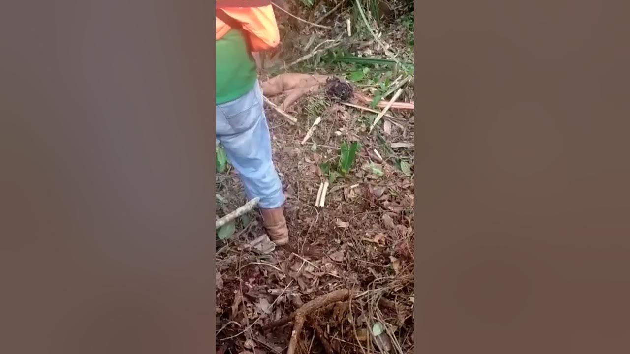 dimakan harimau 🥺😭😭