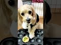 【犬のたこ焼き屋さんPart2】サーラ！ナイスフォローですっw#shorts #ペット #犬 #おしゃべりペット #たこ焼き