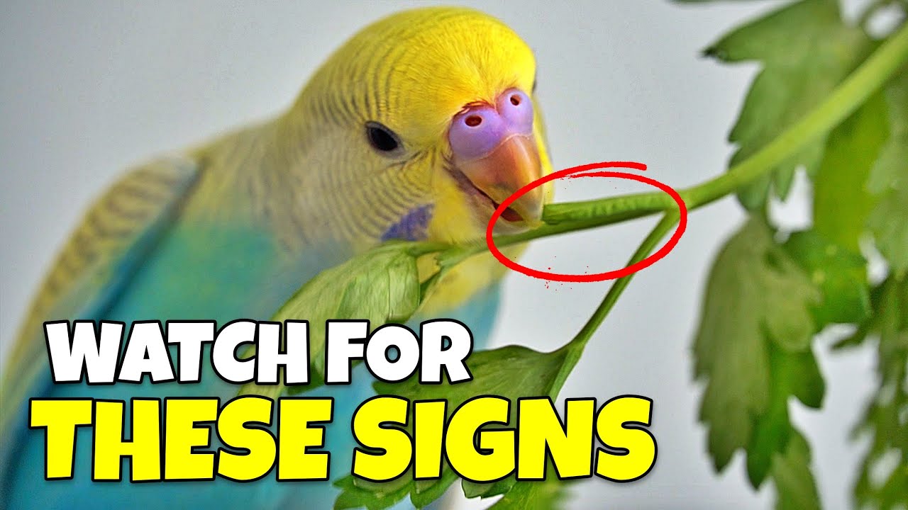 5 вещей, которые птицы ненавидят… но всё равно делают ради тех, кого любят