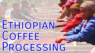 Ethiopian Coffee Processing HD