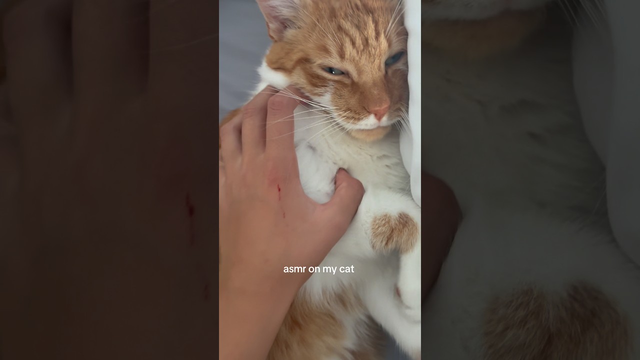 C’est un vrai tigre