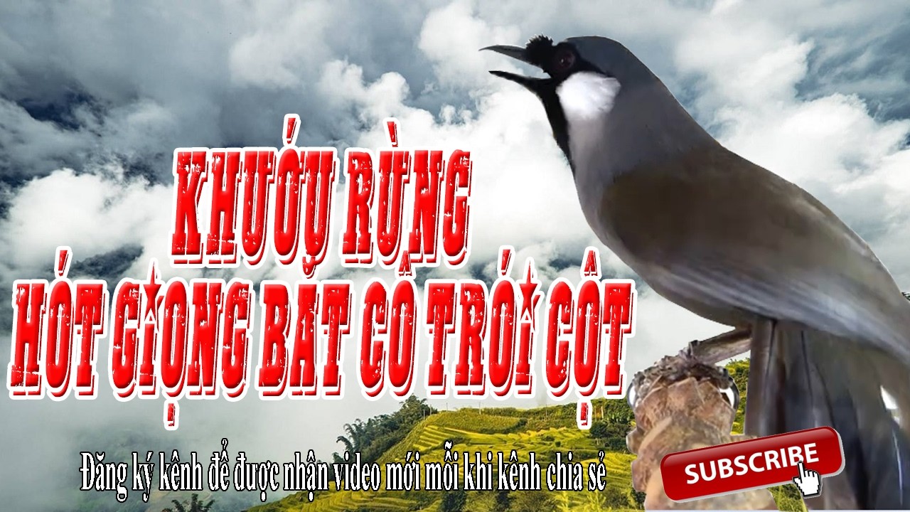 Khướu Bạc Má Hót Giọng Bắt Cô Trói Cột Chuẩn Nhất 2026