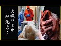 大城バネサが"両足切断"と言われた現在の病状に涙が零れ落ちた|大城バネサの切ない最期