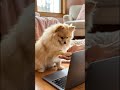 She Does Not Judge My Learning Curve. Neither Should You. | Building Online Income After 60
