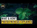 Photosynthesis Process Quiz