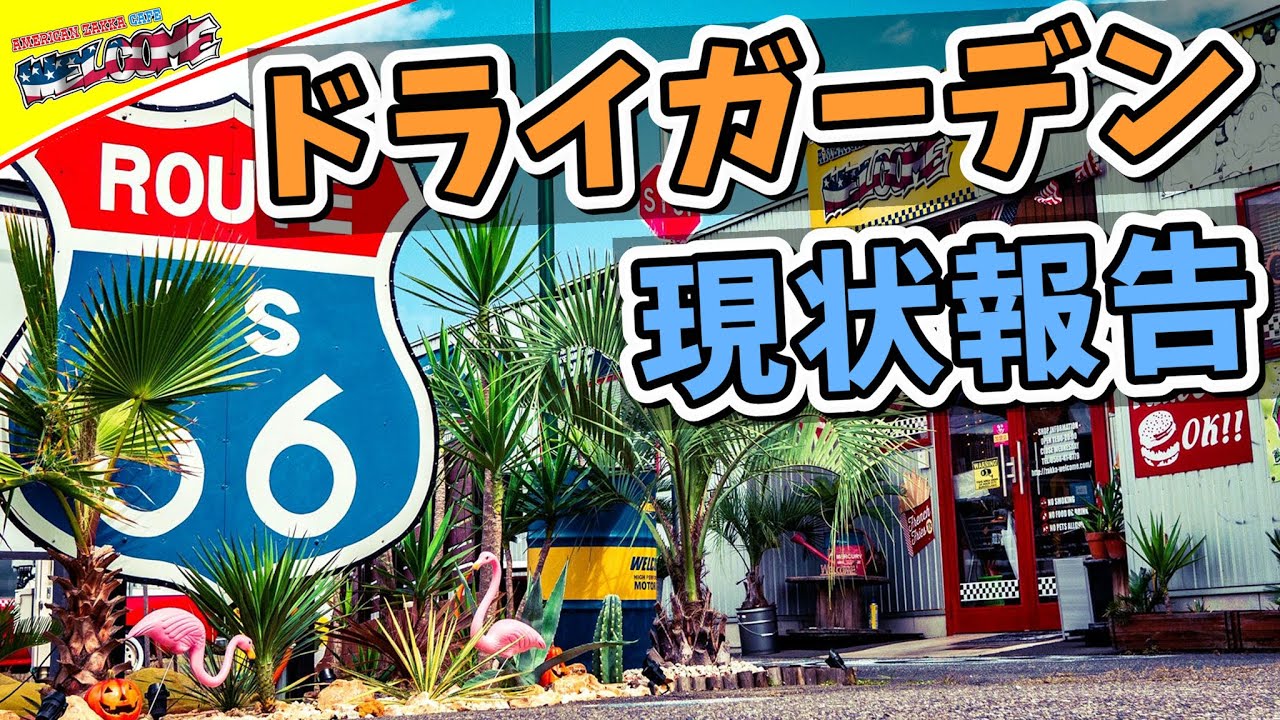 ココスヤシ 長崎 ドライガーデン DIY アメリカン 幹高2.2m ドライ