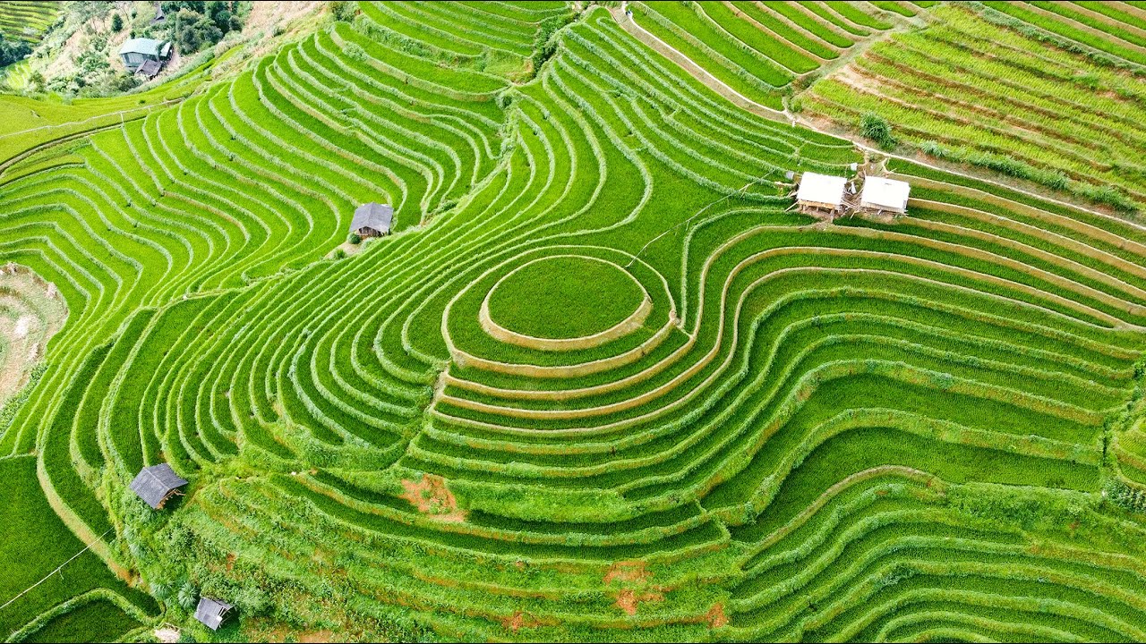Красивая и уникальная фотография рисовых полей в сельской местности - Красивая природа