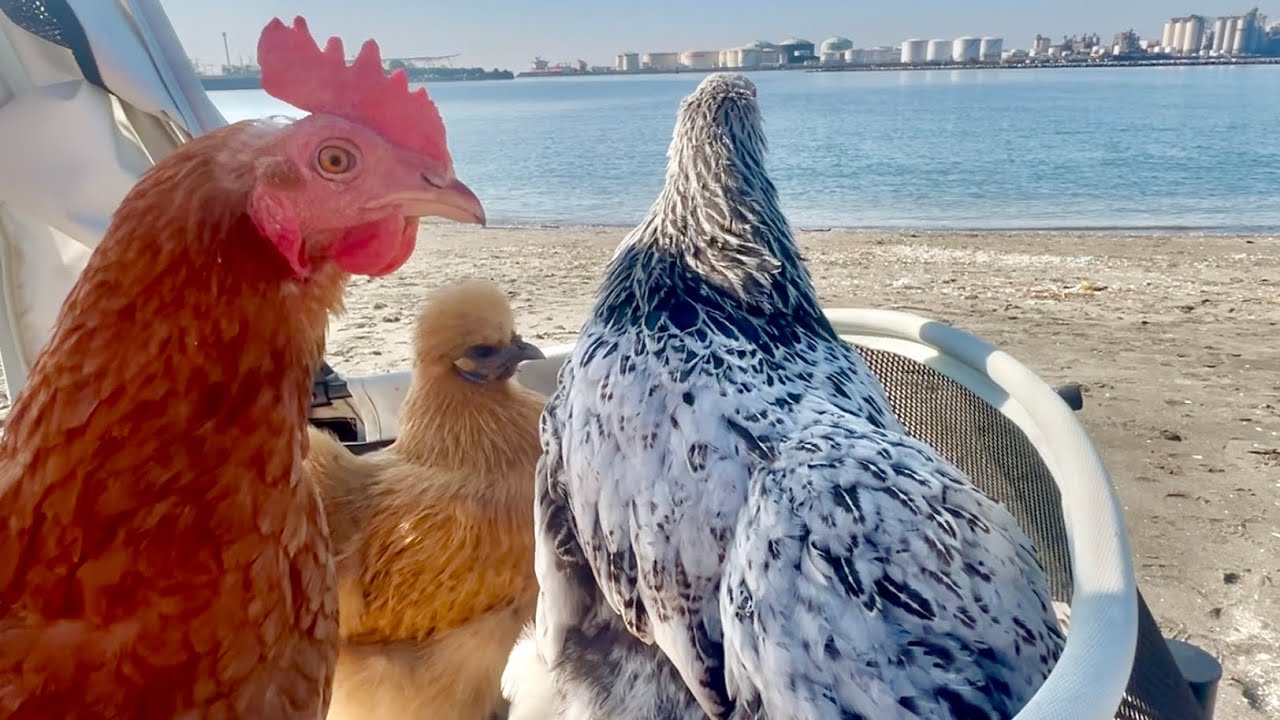 【おまとめ】【Bedtime】【Feeding the chickens】他２点 What did the chickens do when they were released onto the beach