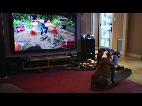 Thumb of Bulldog Plays Skateboarding Game video