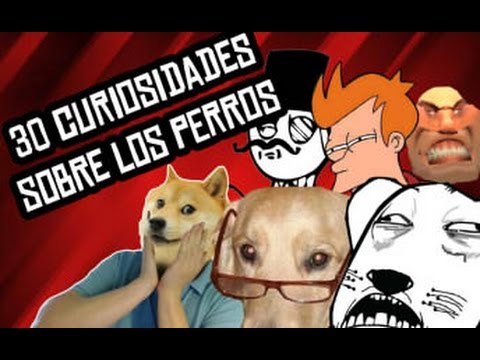 Video: 30 datos sobre las narices de perro que probablemente no sabías hasta ahora