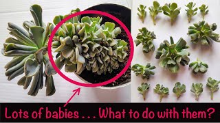 Turn A Single Succulent Into Many In Just 4 Steps | EcheveriaTopsy Turvy Propagation