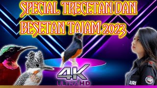 spesial trecetan dan besetan tajam 2023 || mastering murai batu