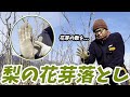 【解説】冬にやる「梨の花芽落とし」では花芽を〇〇にする