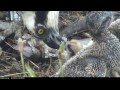 Osprey mother feeding her young: 20130610 13 27 42