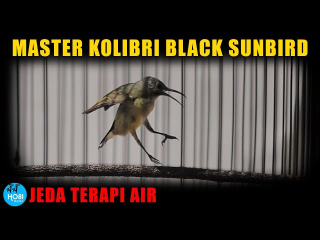 Master Kolibri Hitam Black Sunbird | Jeda terapi air | AAHOBI MANIA class=