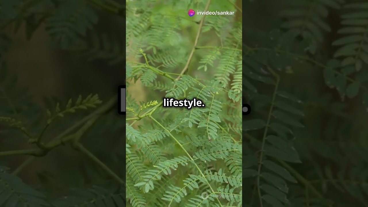 🌿 Unlock Your Health with Moringa Magic