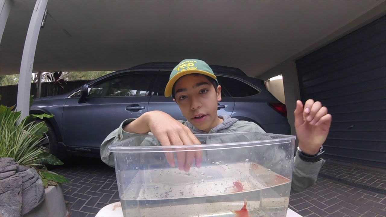 Trystan's Pets! It's wild out there