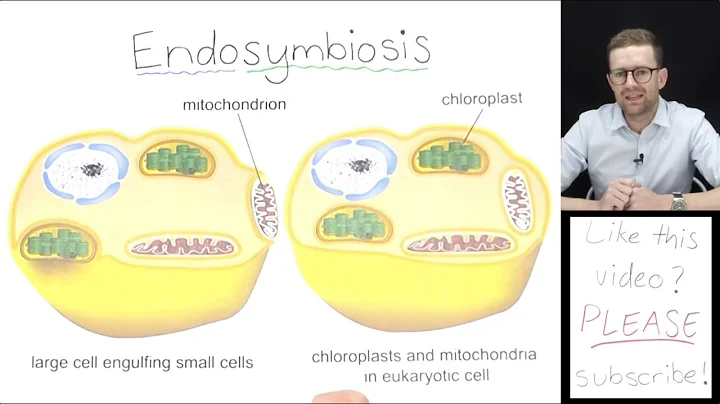 What is Endosymbiosis?