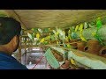 Budgies Parrot Purchase From 700 Pairs Breeding Farm / Budgies Parrot Price