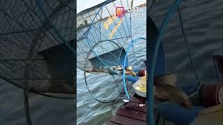 Genius Fish Trap That Catches Multiple Fish #shorts