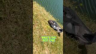 Kapan Waktu Terbaik untuk Menangkap Ikan Lele?! #celanapendek #memancing #lele #memancinglele