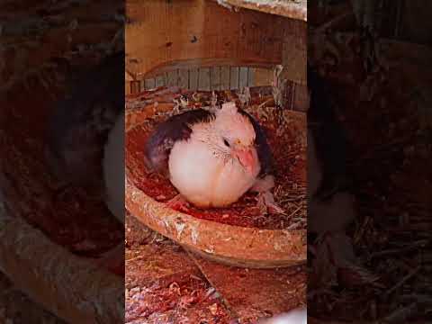 Pigeon short breeding
