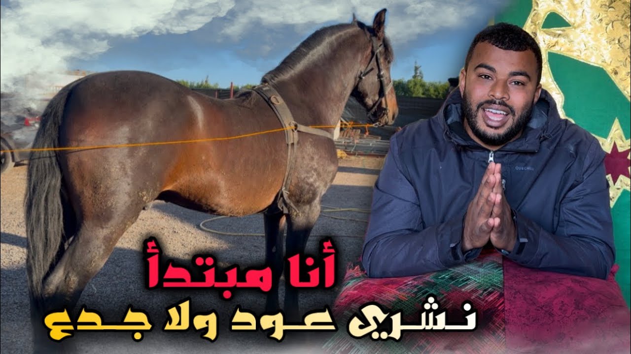 الحلقة الأولى : سلسلة جديدة من أول خطوة إلى الإحتراف‼️لمعرفة جميع المعلومات المتعلقة بخيول التبوريدة