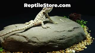 Unique Coloration Fancy Het Hypo Female | Animal ID #A26-00727
