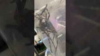 Giant Australian Huntsman Spider Mating
