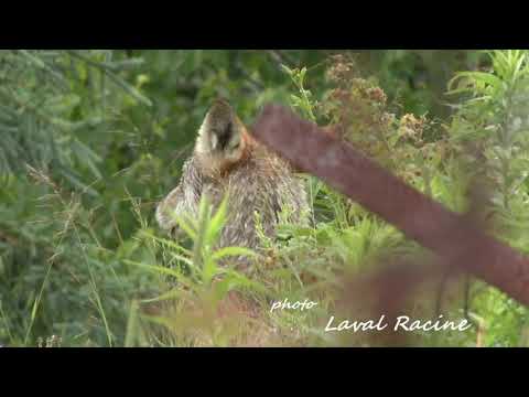 Vidéo: Photographie De La Faune Aux Galápagos - Réseau Matador