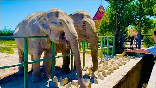 Олег Зубков смог помирить двух слоних Магду и Джени, его знает 90% посетителей Тайгана!