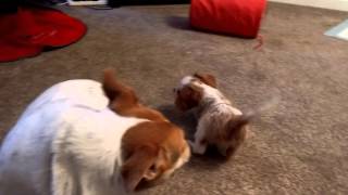 King Charles Cavalier Puppy play fighting by TheAdamsmatt 420 views 8 years ago 1 minute, 4 seconds