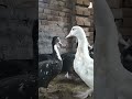 ছোট্ট খামারের বড় আনন্দ 🦆❤️🥰✨#duck #video