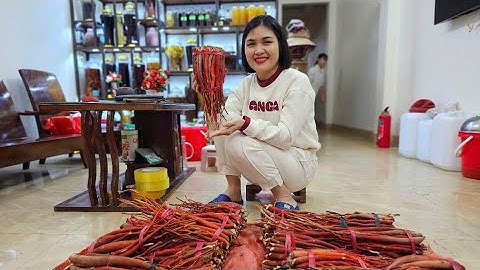 SÂM CAU ĐỎ RỪNG TÂYBẮC BỔ THẬN TRÁNG DƯƠNG| SÂM CAU ĐỎ CHUẨN RỪNG| HÀNG 24/2/2024