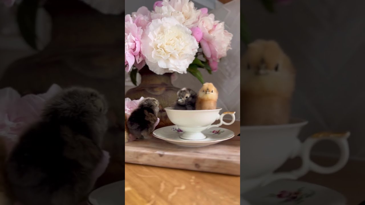 A teacup full of cute 🐣☕🌸 