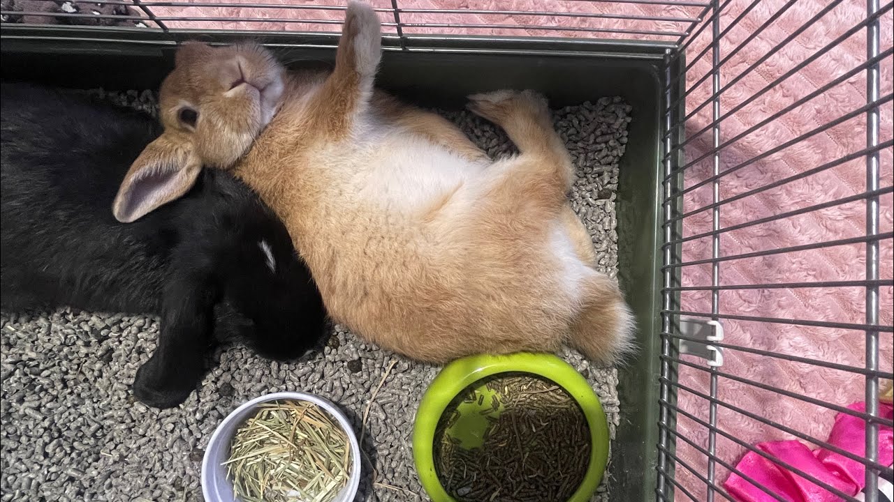 Плюси и минусы декоративного кролика by Son_czek