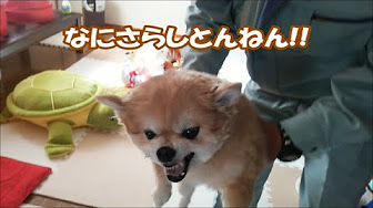 ポメラニアン 子犬みたいにかわいい犬動画集 Youtube