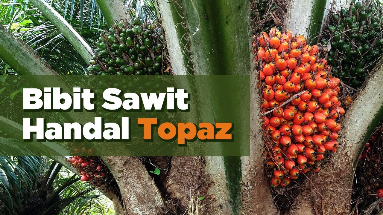 COFFEE BREAK - BIBIT SAWIT HANDAL TOPAZ