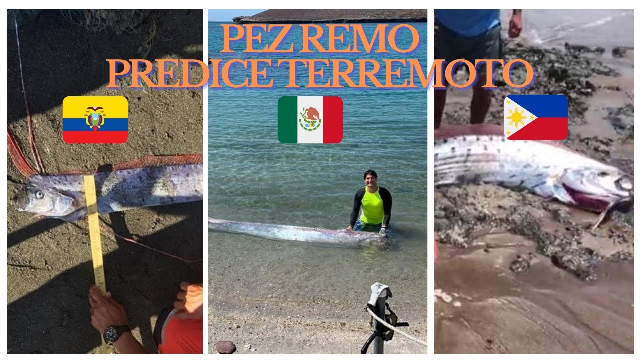 Pez Remo predice terremoto en Alaska pez remo en México Ecuador Filipinas YouTube Pez Remo predice terremoto en Alaska pez remo en México Ecuador Filipinas YouTube