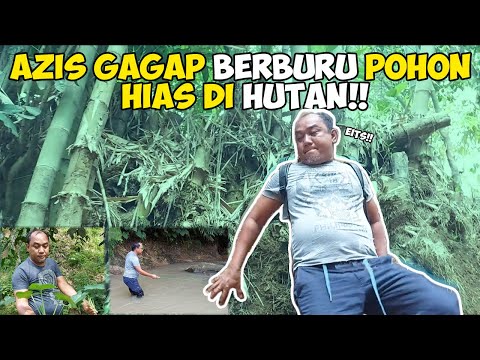 Serunya berburu pohon langka di pelosok hutan ..