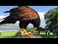Falcon Flying in Slow-Motion #2