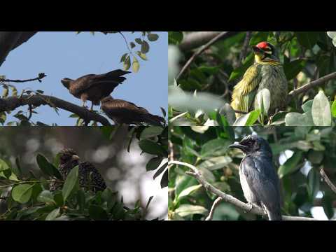 Black kites, Coppersmith barbet, Asian koel and Ashy drongo in an orchard