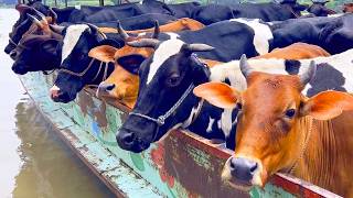 Cow Unloading, Cow Videos, Cow Video, Animal, Big Cow, Goru Hamba Cow, Ep- 272